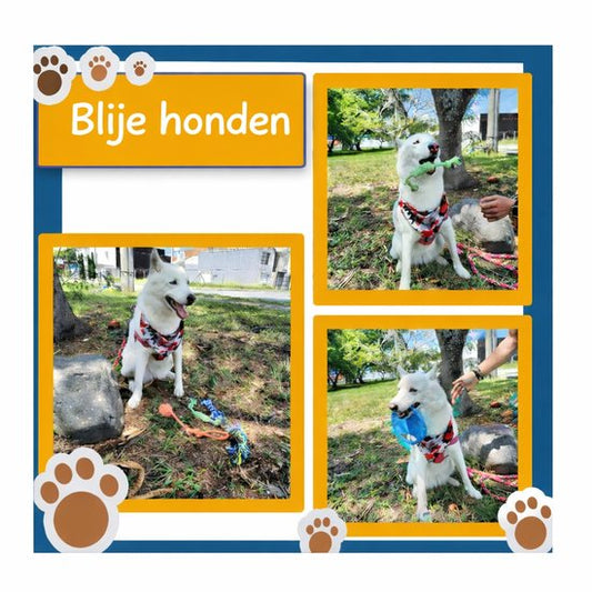 KoningBen® Honden Speelgoed Set – 12 Stuks – Voor Puppy’s & Middelgrote Honden – Interactief Hondenspeelgoed – Incl. Hondenbal, Frisbee & Trektouw